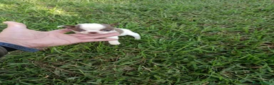 Chihuahua 1