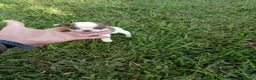 Chihuahua perros en venta: PRECIOSOS CHIHUAHUA RUSO Y ASIÁTICO  RUSO - Anuncio 6