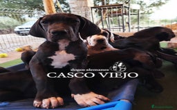 Dogo Alemán perros en venta: Cachorros de Dogo Alemán - Imagen 6