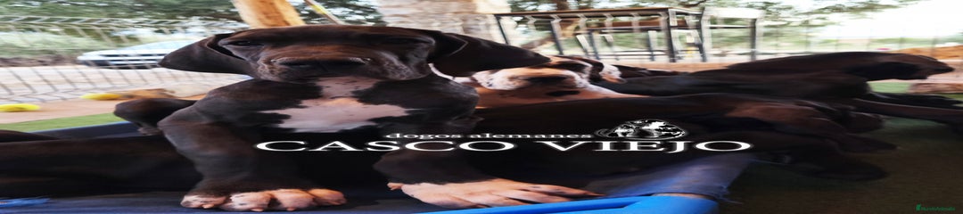 Dogo Alemán Cachorro 6
