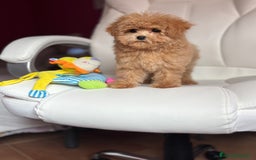 Maltipoo perros en venta: Maltipoo  - Imagen 2