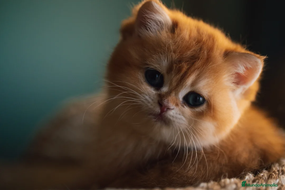 Británico de Pelo Corto gatos en venta: Preciosas british golden chinchilla - Anuncio 3