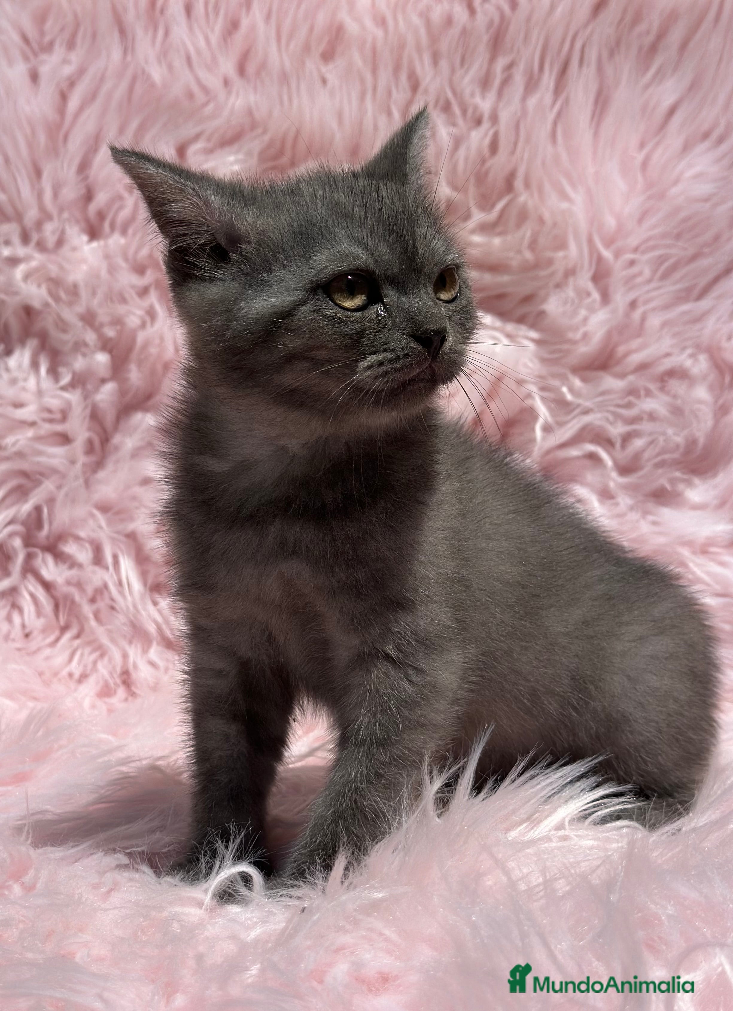 Británico de Pelo Corto gatos HEMBRITAS BRITISH SHORT HAIR en Barcelona - Anuncio 26