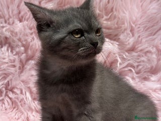 Británico de Pelo Corto gatos en Barcelona - Anuncio 12