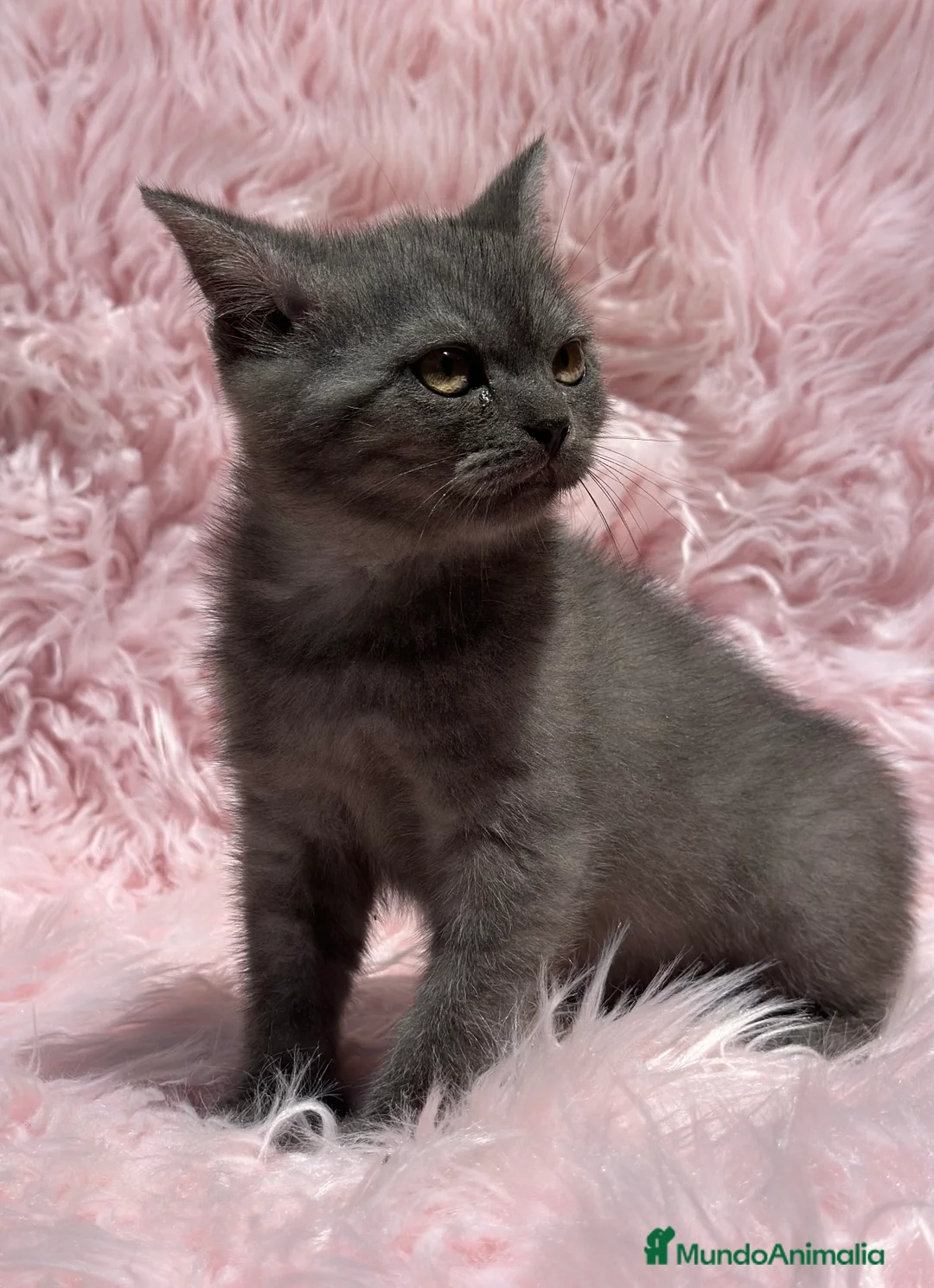 Británico de Pelo Corto gatos en venta: HEMBRITAS BRITISH SHORT HAIR en Barcelona - Anuncio 1