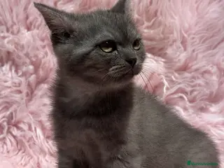 Británico de Pelo Corto gatos HEMBRITAS BRITISH SHORT HAIR - Anuncio 18