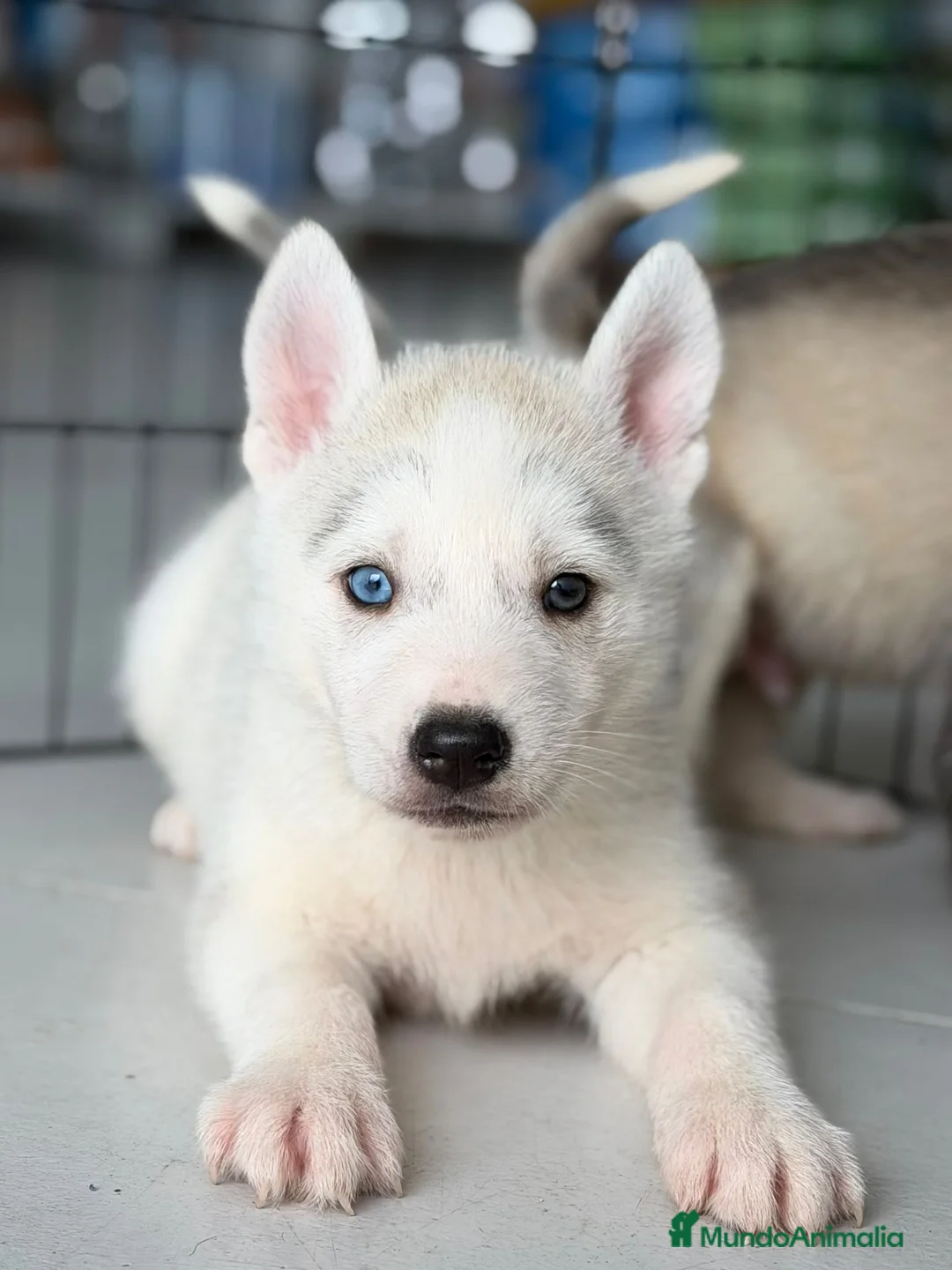 Husky Siberiano perros en venta: HUSKY  - Anuncio 1