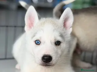 Husky Siberiano perros HUSKY - Anuncio 1