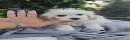 Perro Crestado Chino perros en venta: Crestado chino precio real - Anuncio 4