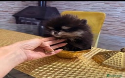 Pomerania perros en venta: Pomeranias miniatura  - Imagen 1