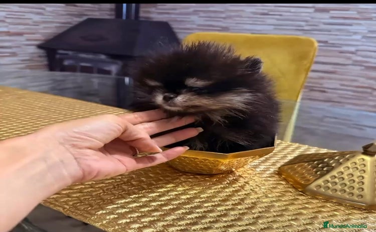 Pomerania perros - Anuncio 4