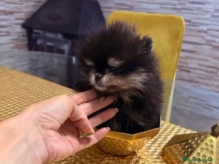 Pomerania perros - Anuncio 31