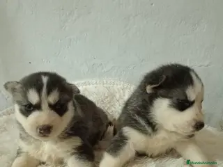 Husky Siberiano perros Husky siberiano - Anuncio 1