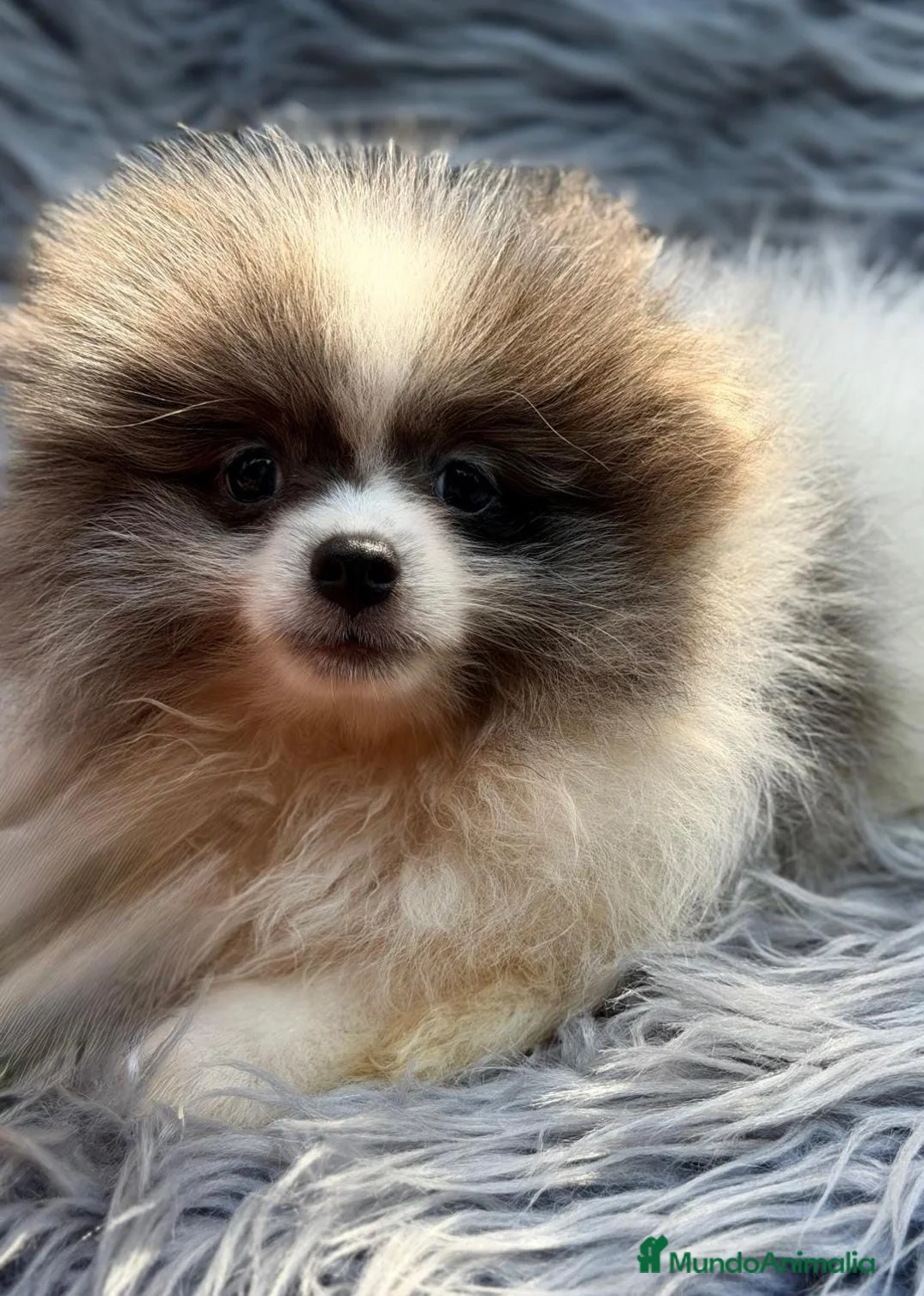 Pomerania perros en venta: Preciosos pomeranias🐾 - Anuncio 2