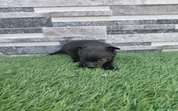 Chihuahua perros en venta: Chihuahuas  - Imagen 1