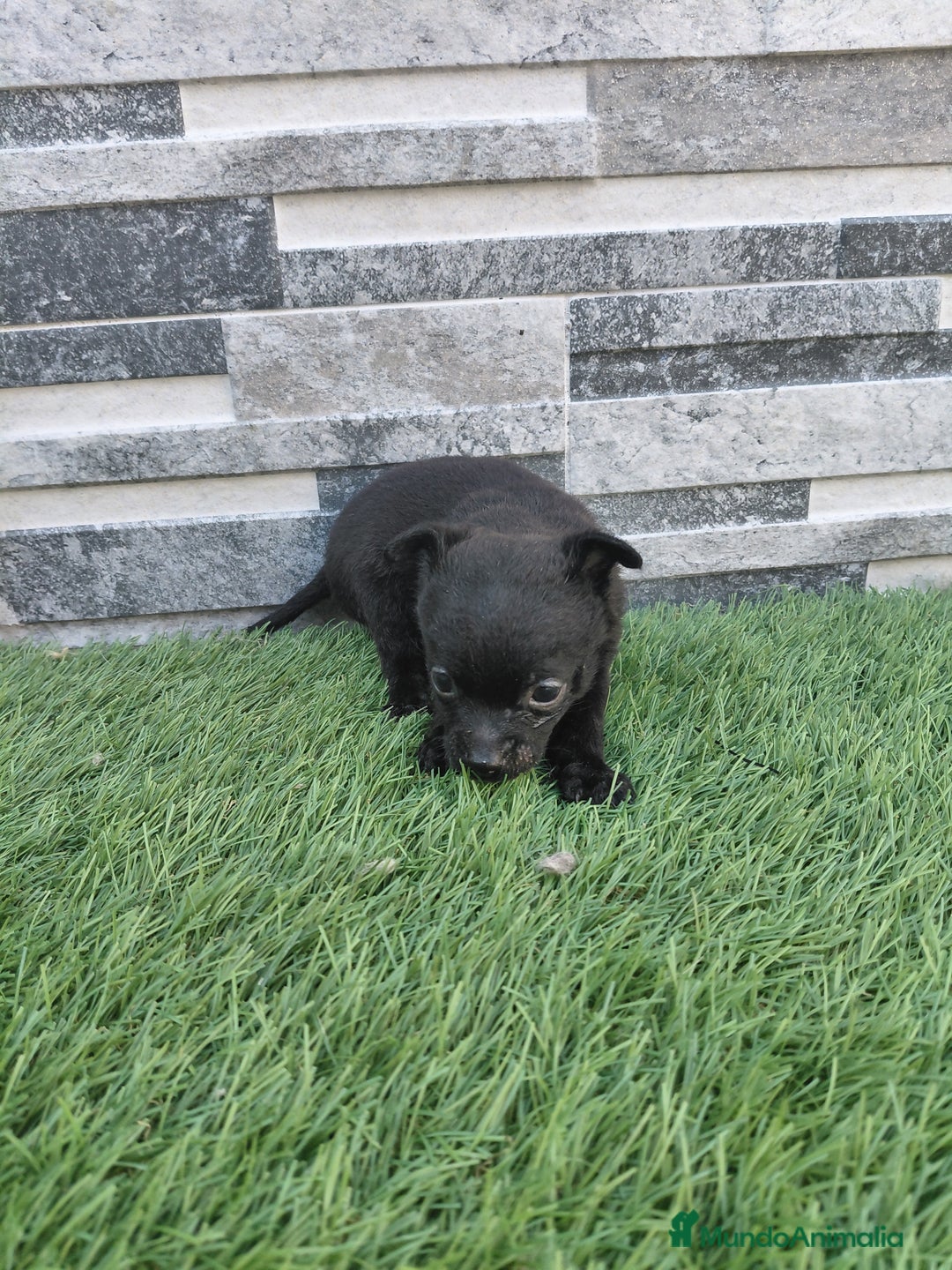 Chihuahua perros en venta: Chihuahuas  - Imagen 1