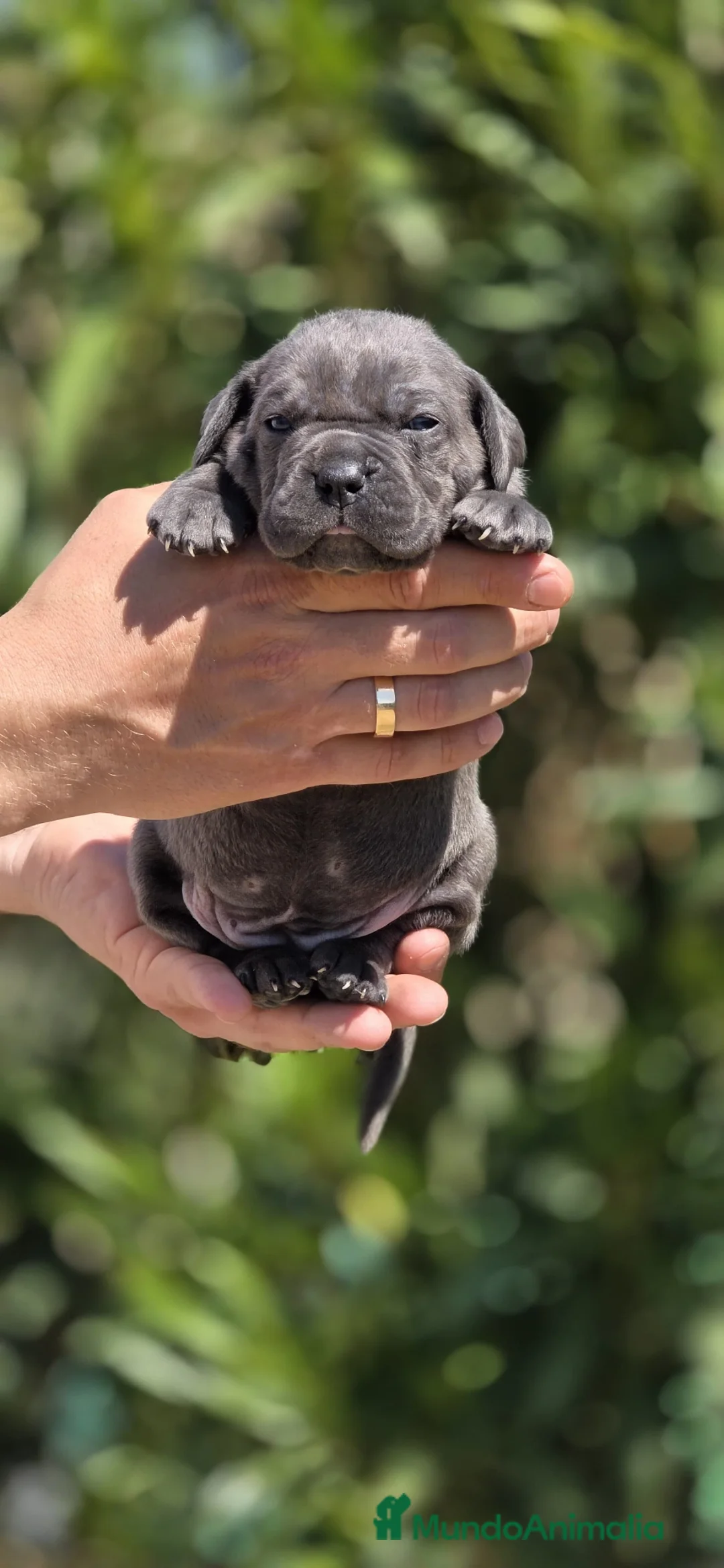 Cane Corso perros en venta: Cachorros de Cane Corso - Anuncio 9