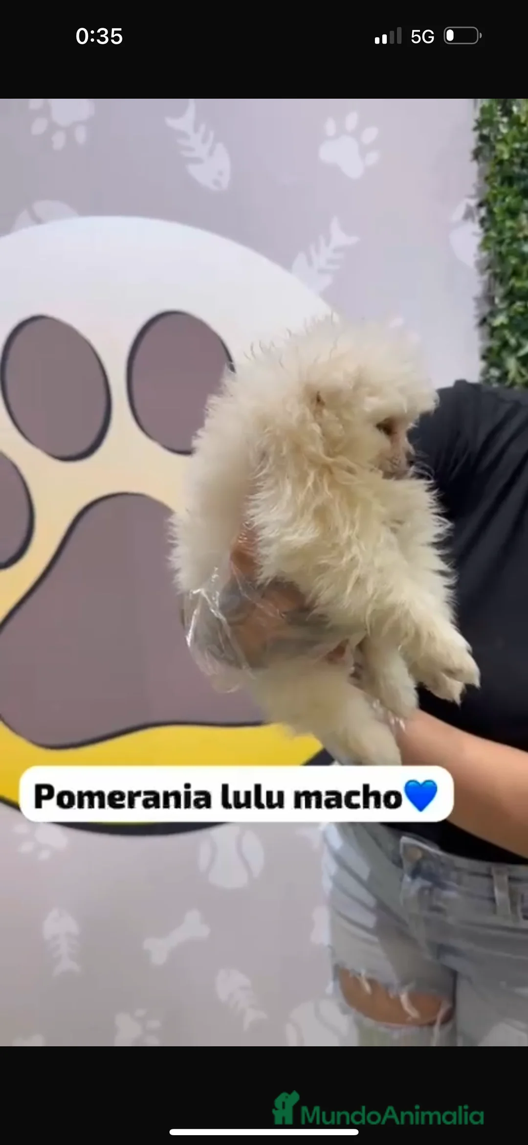 Pomerania perros en venta: Pomerania lulu toy - Anuncio 6
