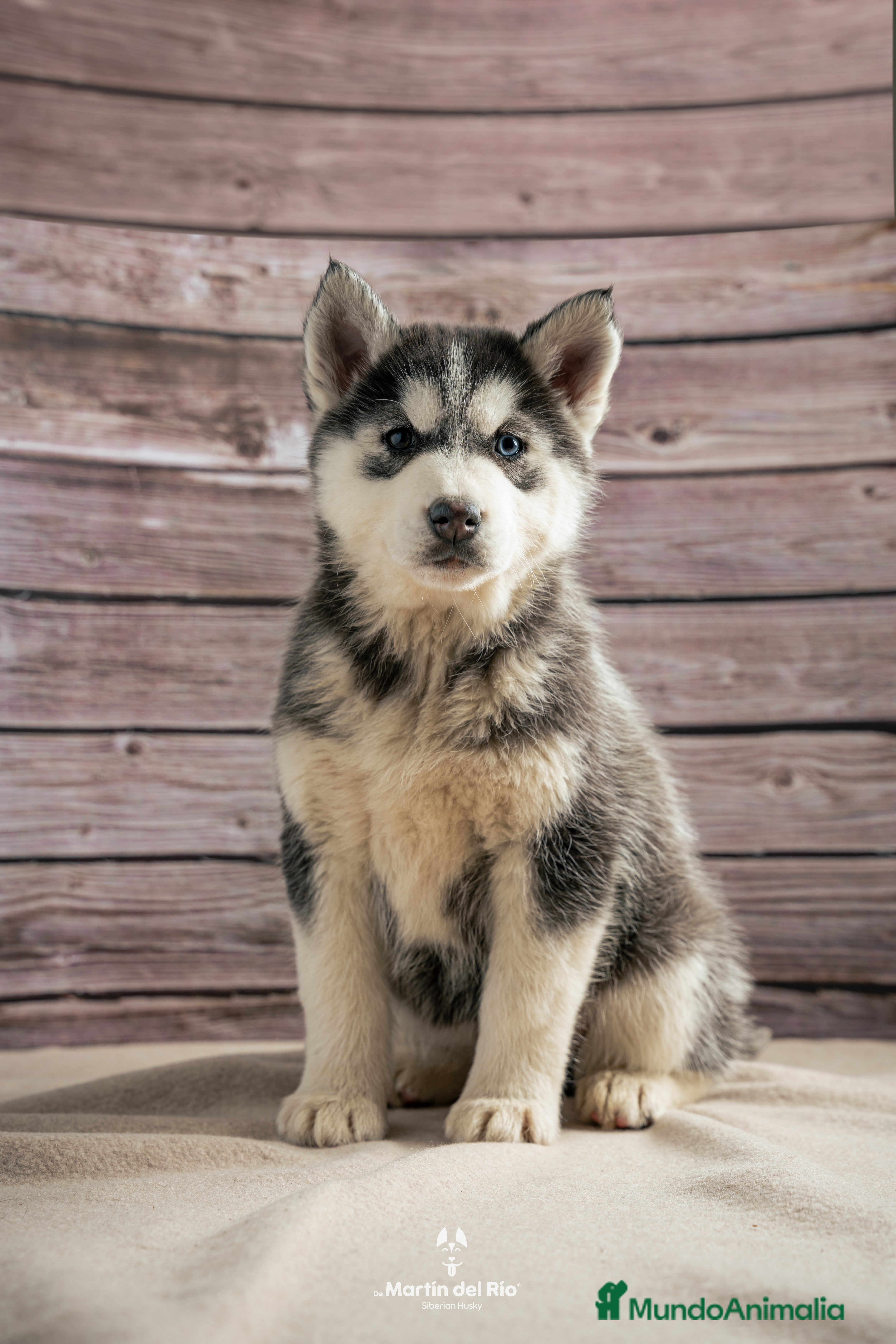 Husky Siberiano perros IDEAL CAMADA HUSKY - Anuncio 1