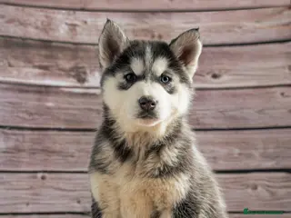 Husky Siberiano perros IDEAL CAMADA HUSKY - Anuncio 1