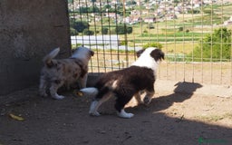 Border Collie perros en venta: Se vende border collie  - Imagen 2