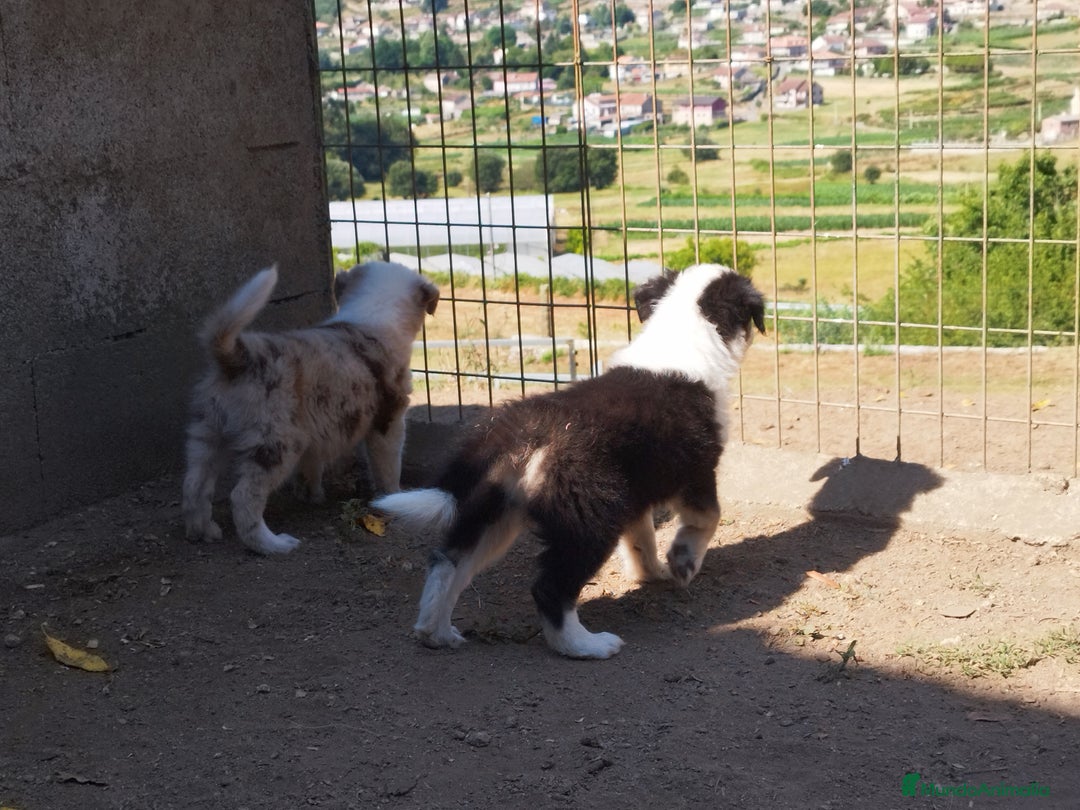 Border Collie perros en venta: Se vende border collie  - Imagen 2