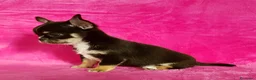 Chihuahua perros en venta: Chihuahuas espectaculares !  en Ciudad Real - Anuncio 5