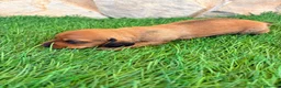 Teckel Miniatura perros en venta: Teckel miniatura rojizo - Anuncio 7