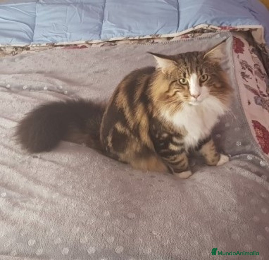 Bosque de Noruega gatos en venta: Gatitos bosques de noruega  - Anuncio 2