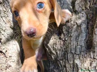 Teckel Miniatura perros Teckel macho kanichen - Anuncio 2