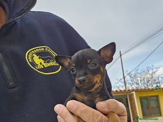 Pinscher Miniatura perros en Alicante - Anuncio 10