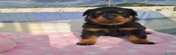Rottweiler perros en venta: Bebés Rottweiler Machos  - Anuncio 4