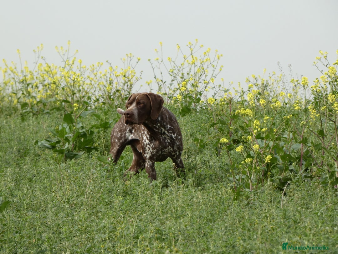Braco Francés tipo Pirineos Talla Pequeña perros en venta: RESERVA DE CAMADA "F" DE BRACO BRANCÉS - Imagen 17