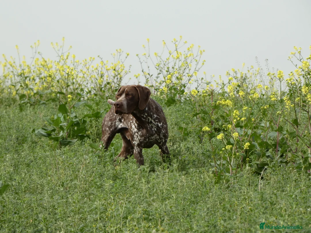 Braco Francés tipo Pirineos Talla Pequeña perros en venta: RESERVA DE CAMADA "F" DE BRACO BRANCÉS - Anuncio 19