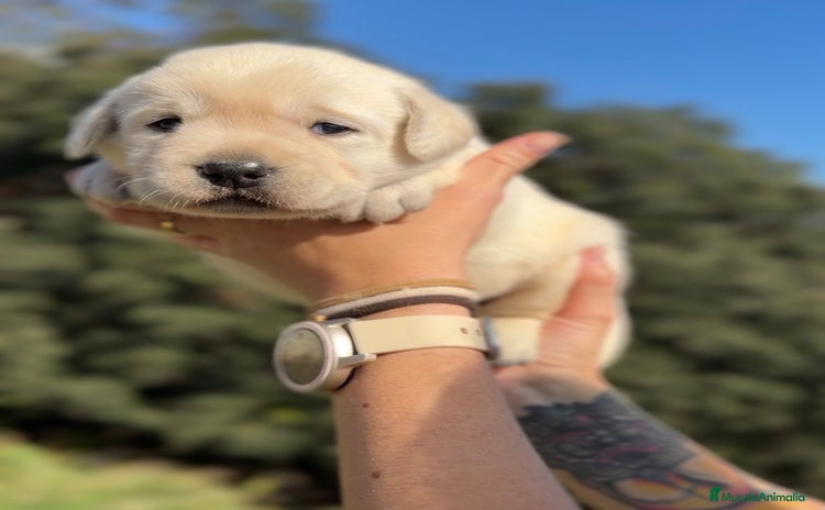 Labrador Retriever perros - Anuncio 9