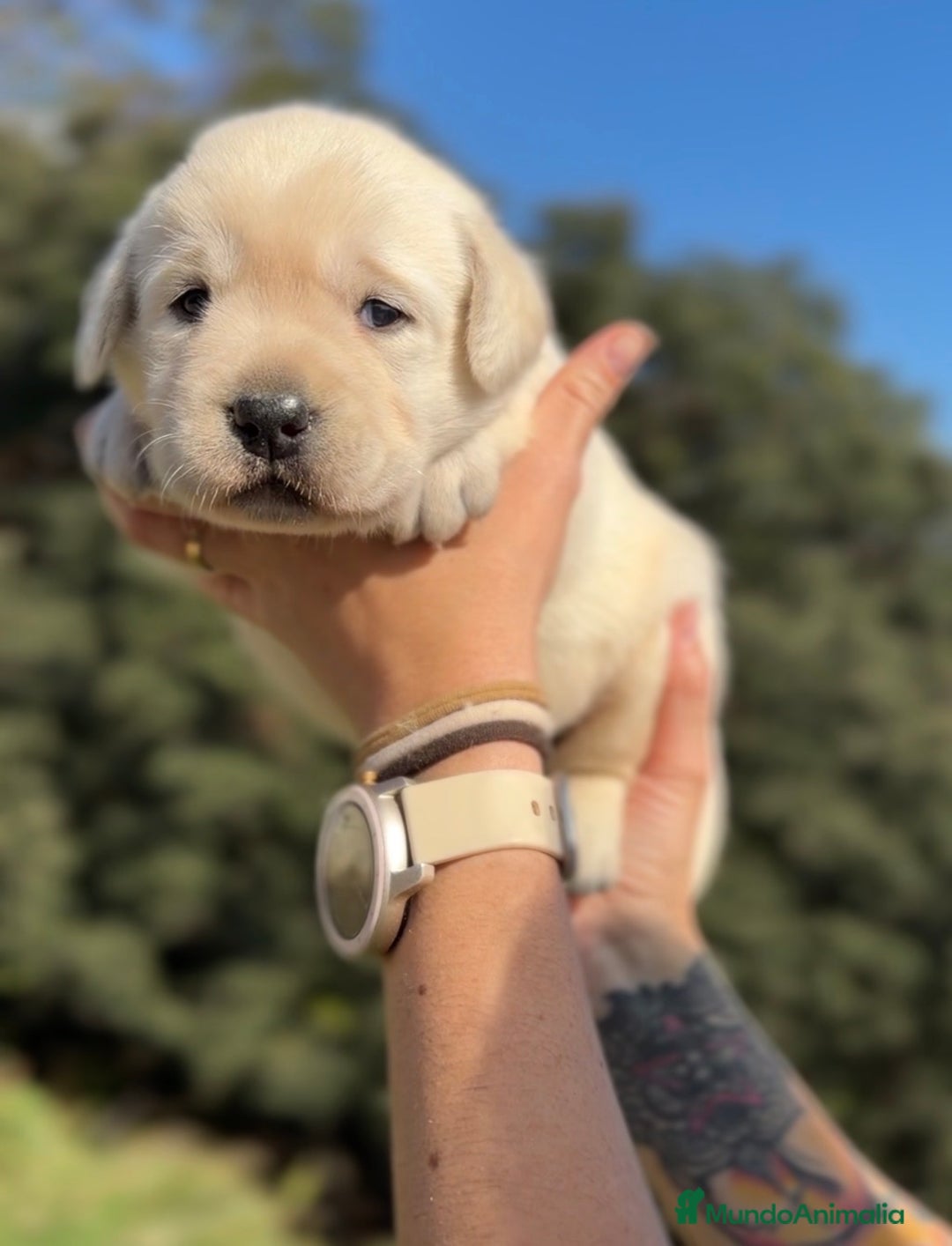 Labrador Retriever perros en venta: Labrador amarillo  - Imagen 1