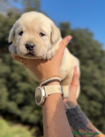 Labrador Retriever perros - Anuncio 1