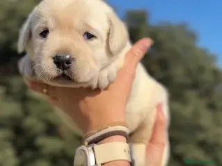 Labrador Retriever perros Labrador amarillo - Anuncio 2