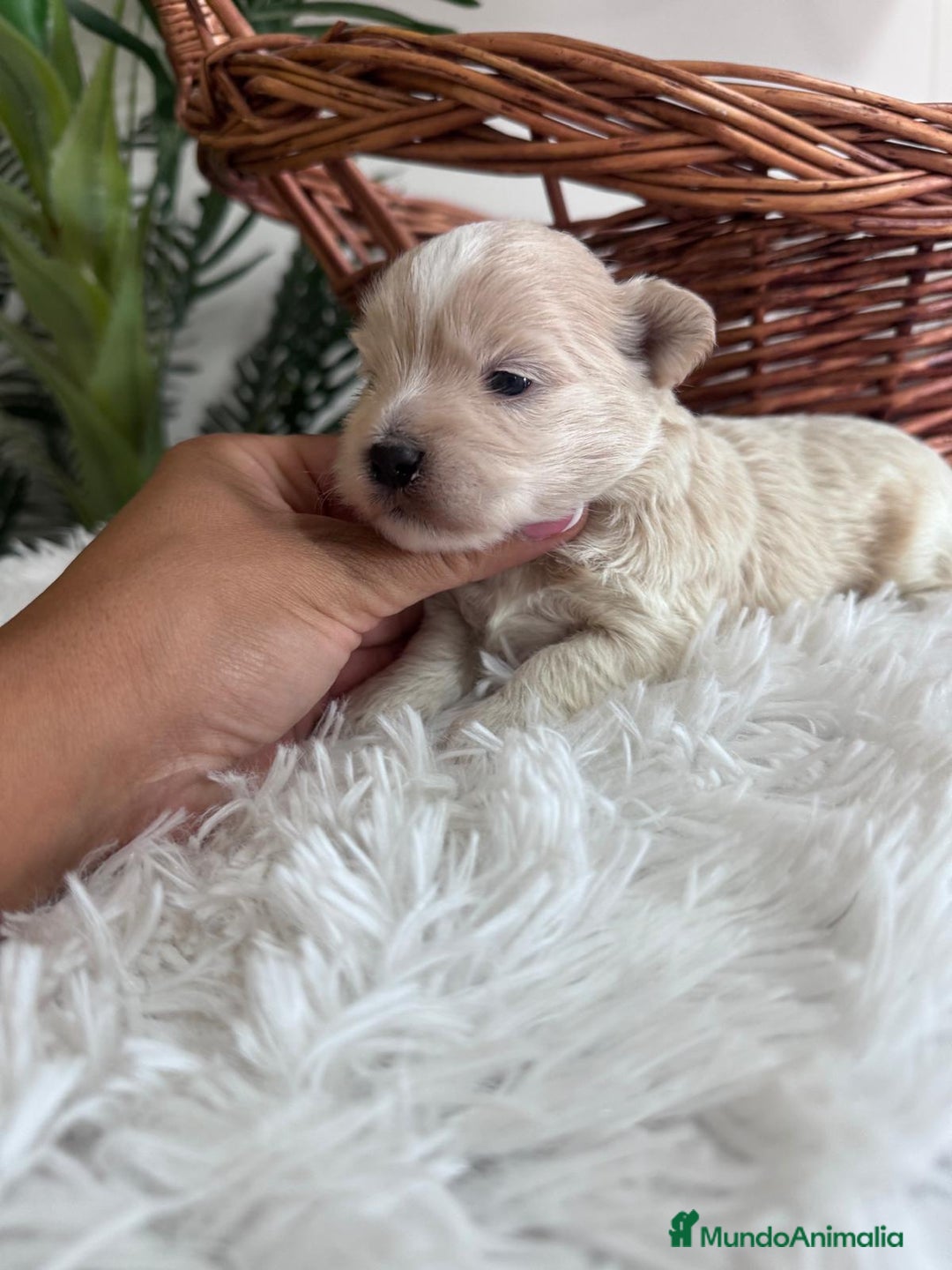 Maltipoo perros en venta: MALTIPOO MACHO - Imagen 17