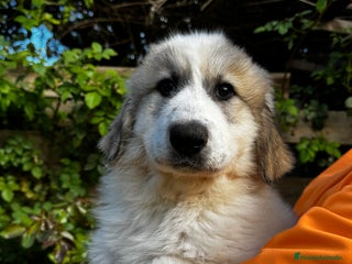 Perro de Montaña de los Pirineos perros PRECIOSOS CACHORROS DE LOS PIRINEOS - Anuncio 11