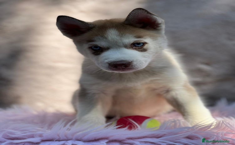 Husky Siberiano perros - Propaganda 1