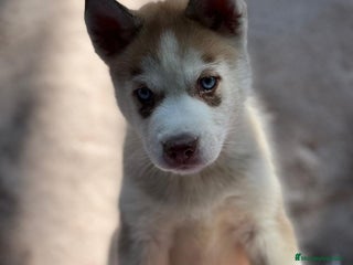 Husky Siberiano perros - Anuncio 11