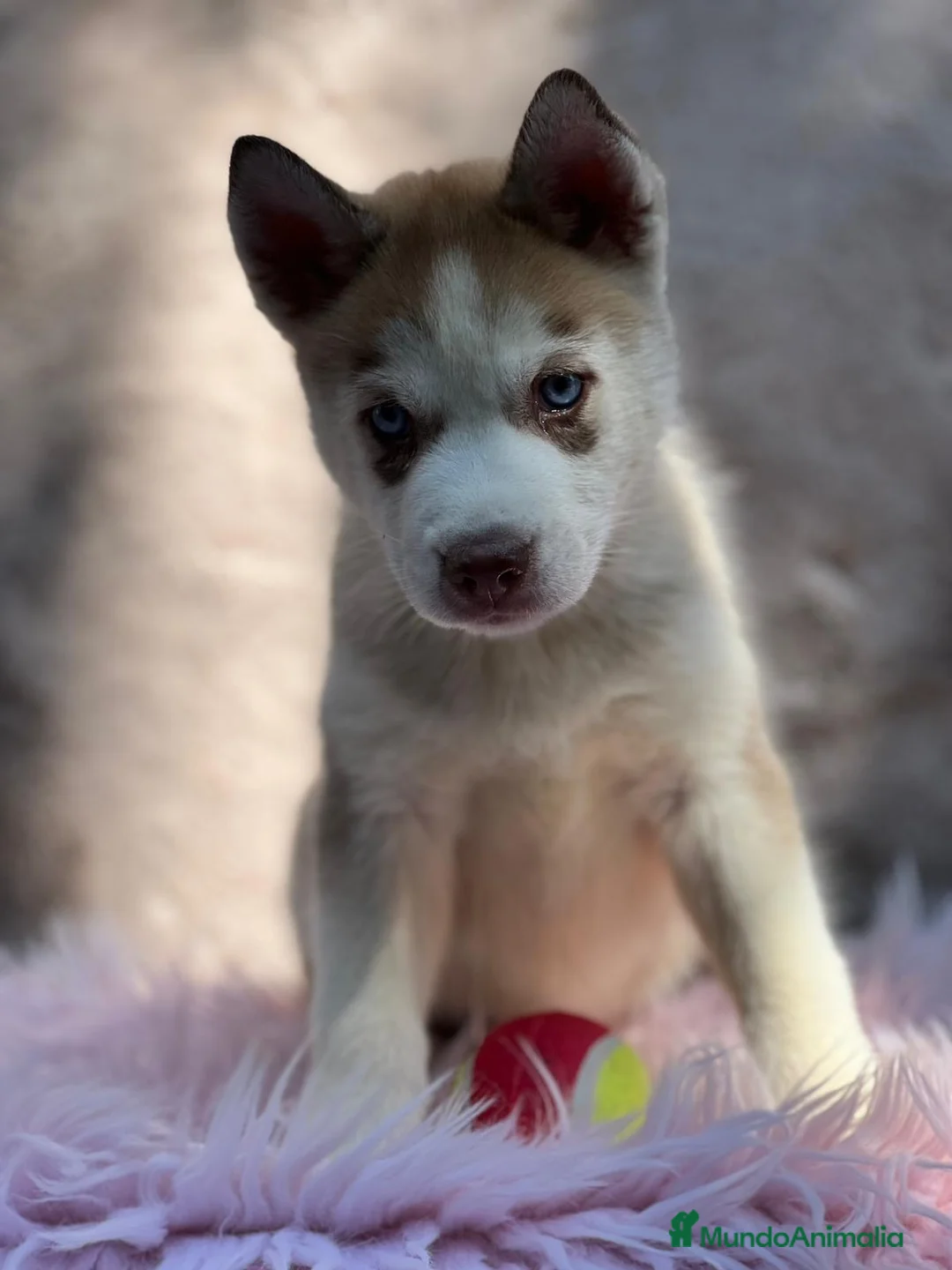 Husky Siberiano perros en venta: HUSKY SIBERIANO - Anuncio 1