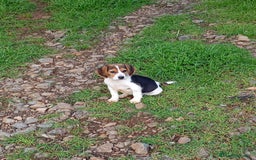 Beagle perros en venta: Beagles calidad tricolores/ bicolores  - Imagen 3
