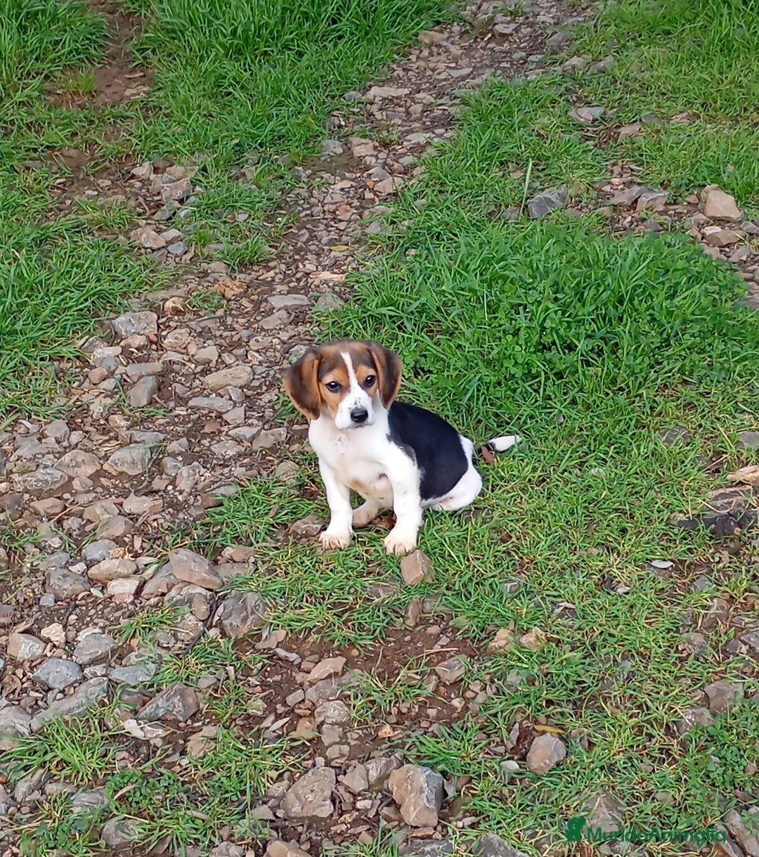Beagle perros en venta: Beagles calidad tricolores/ bicolores  - Imagen 3