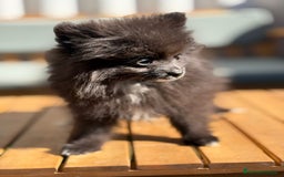 Pomerania perros en venta: LULU POMERANIA MICRO TOY - Imagen 5