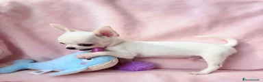 Chihuahua 2