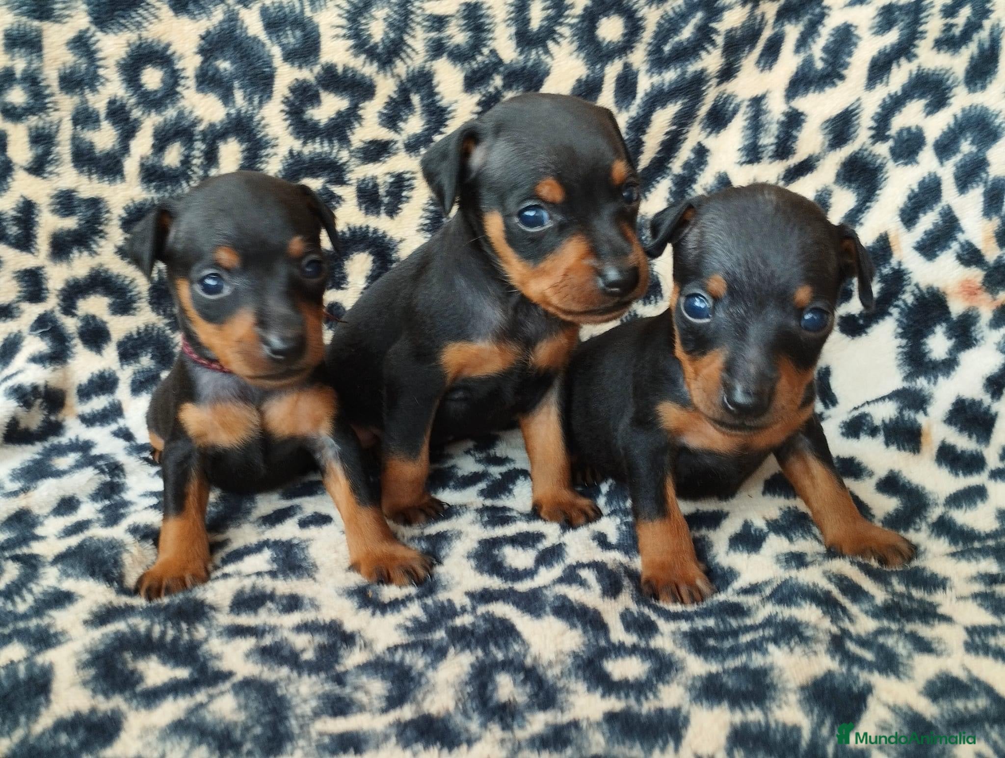 Pinscher Miniatura perros PINSCHER TOY  - Anuncio 2