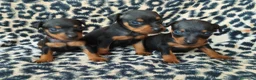 Pinscher Miniatura perros en venta: PINSCHER TOY  - Anuncio 1