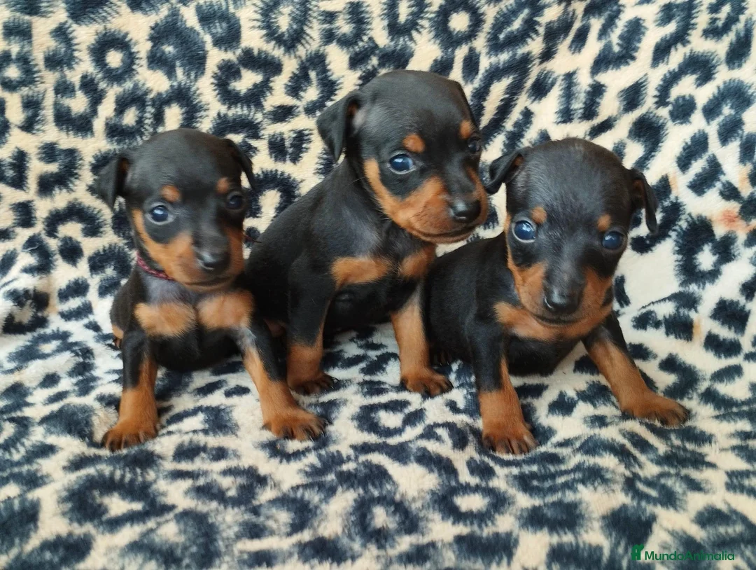 Pinscher Miniatura perros en venta: PINSCHER TOY  - Anuncio 1